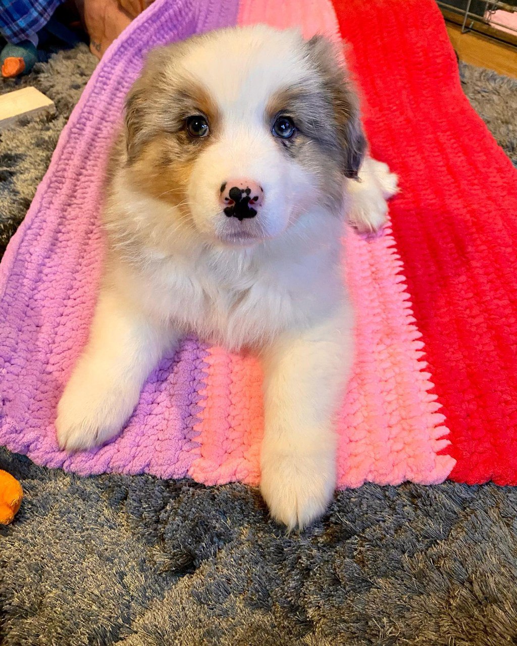 Morlich - Australian Shepherd Puppy